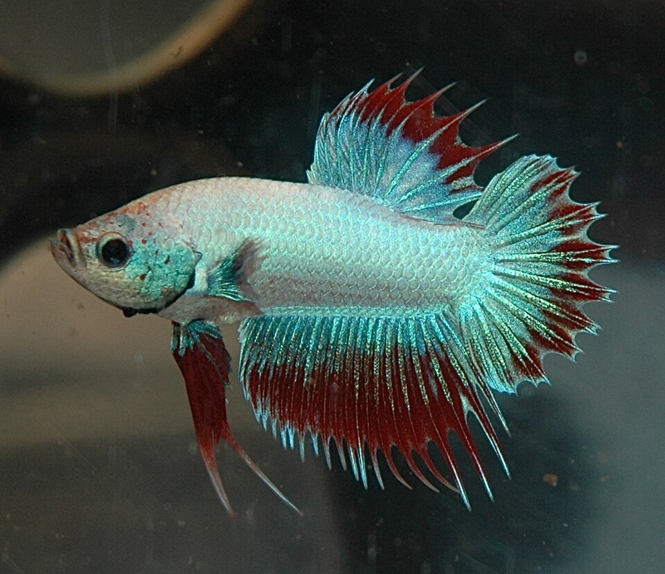Betta corona macho con aletas en forma de peine