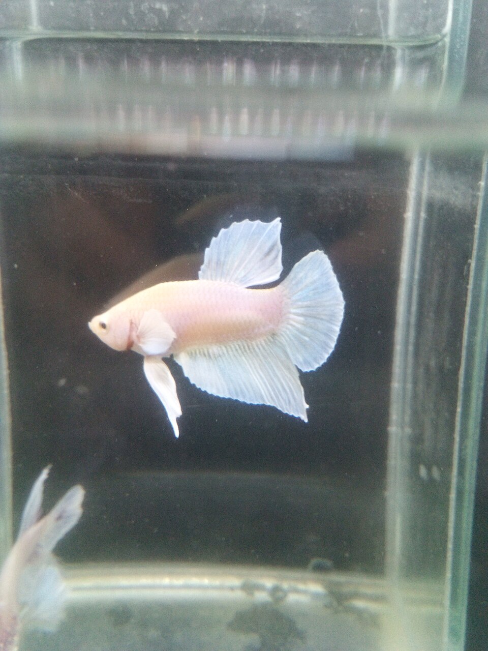 Betta dumbo o big-ear con aletas pectorales grandes