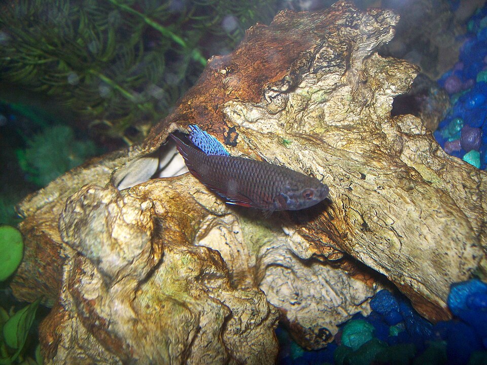 Betta hembra de cuerpo corto