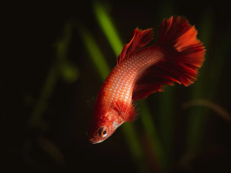 Betta media luna con cola en abanico