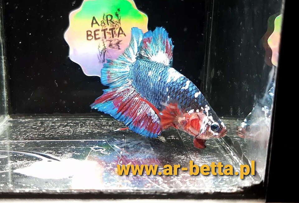 Betta HMPK de cola corta y abanico amplio