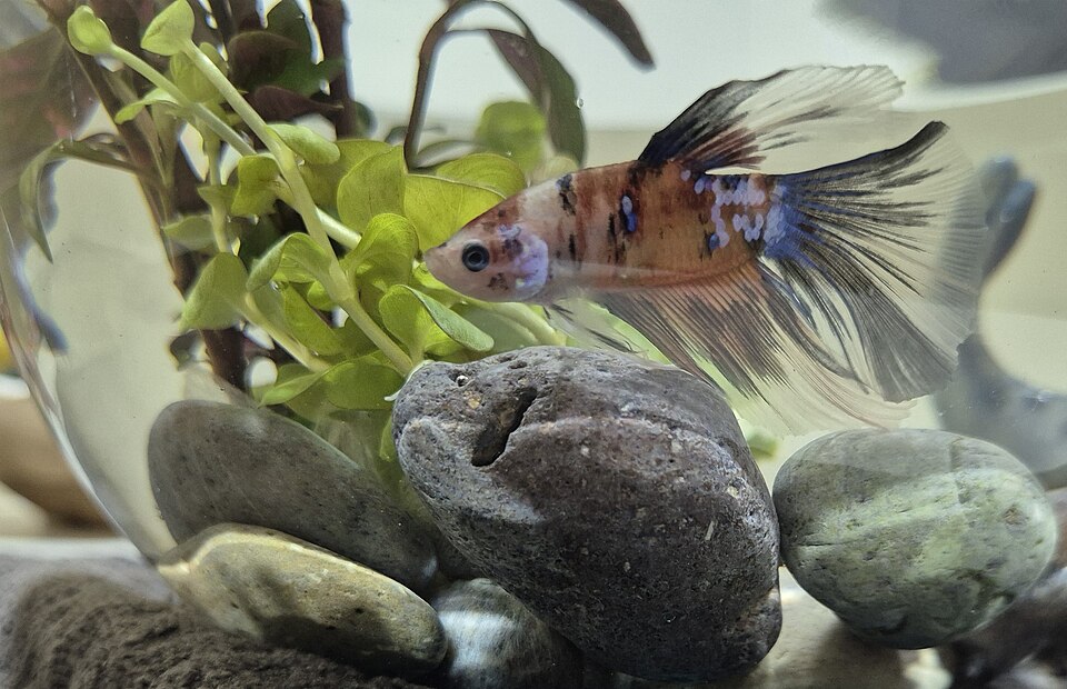 Betta koi marmoleado en una pecera