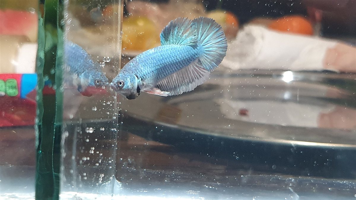 Betta plakat de aletas cortas
