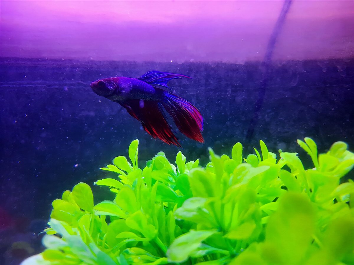 Betta cola de velo de colores