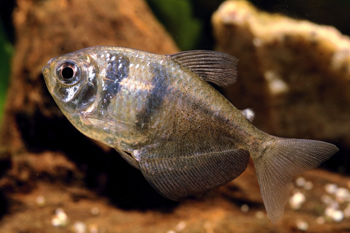 Tetra monjita
