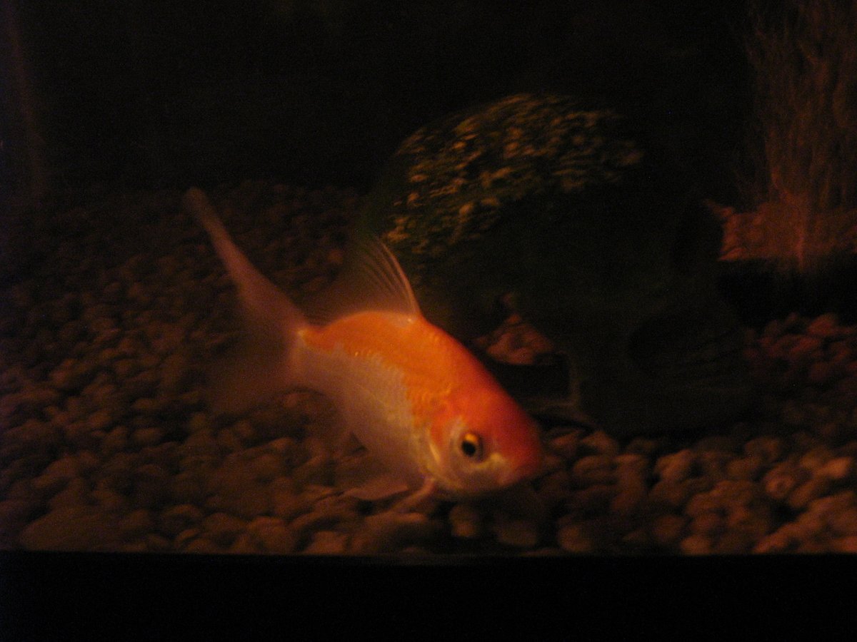 Goldfish cometa