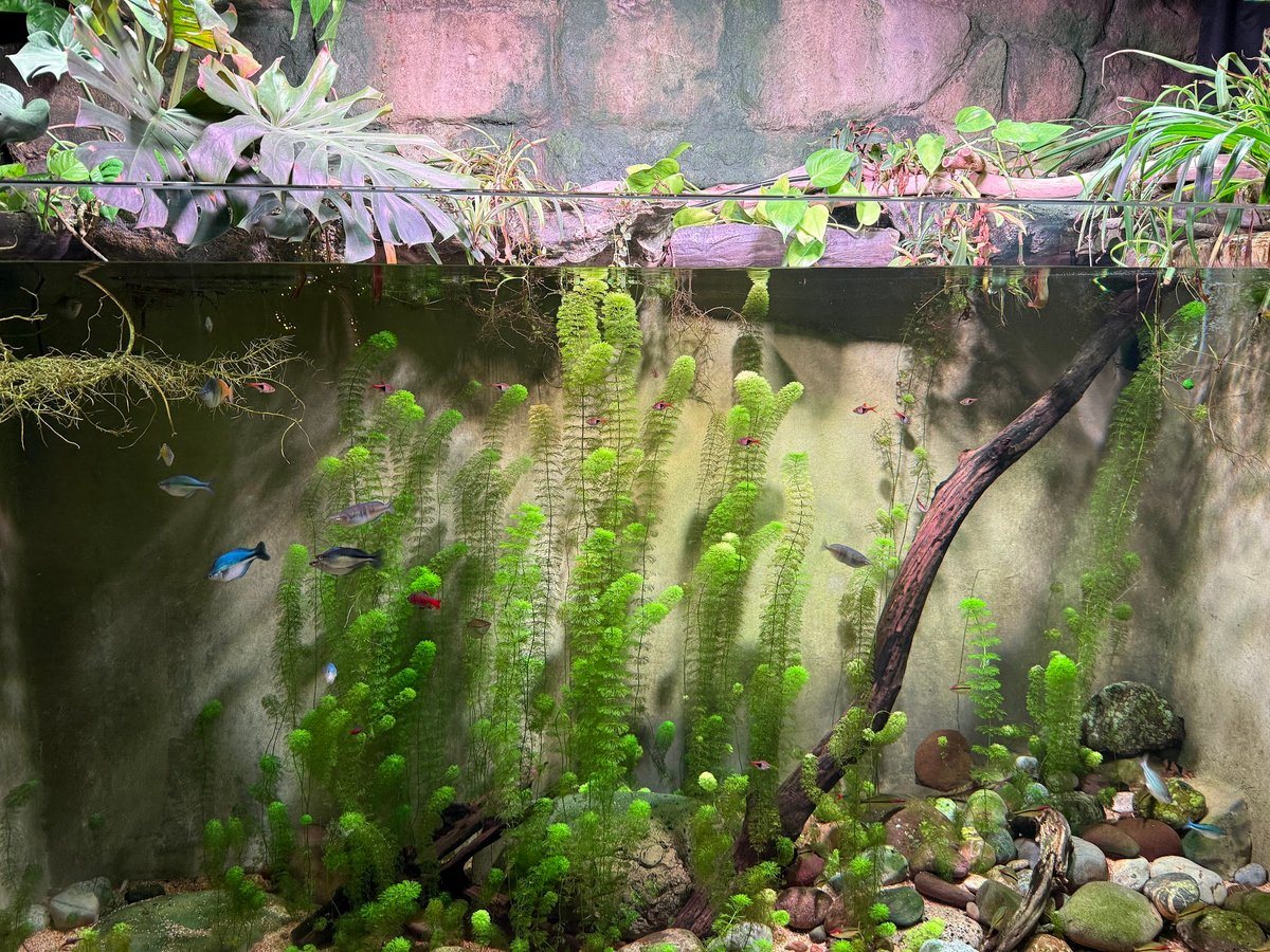 Acuario de agua dulce con plantas y peces tropicales