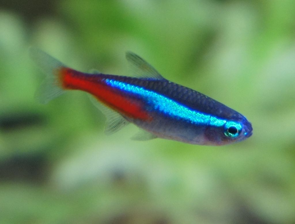 Neón tetra, pez tropical de agua dulce